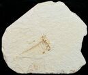 Bargain Knightia Fossil Fish Plate #10883-4